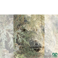 گونه کروکودیل پوزه کوتاه Mugger Crocodile